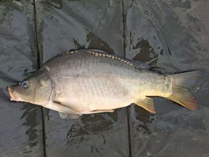 Mirror Carp