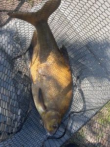 Common Bream