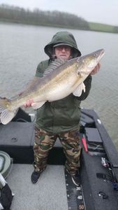 Zander
