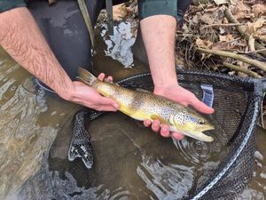 Brown Trout