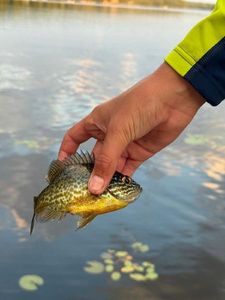 Redbreast Sunfish