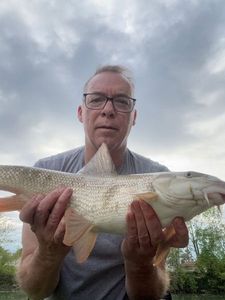 Barbel