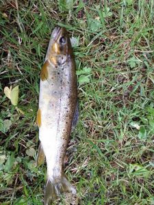 Brown Trout