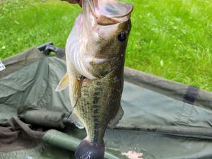 Largemouth Bass