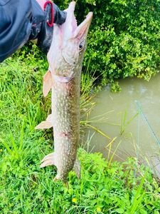 Northern Pike