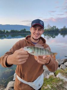 European Perch