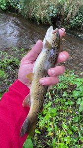 Brown Trout