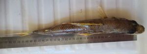 Mediterranean Flagfin