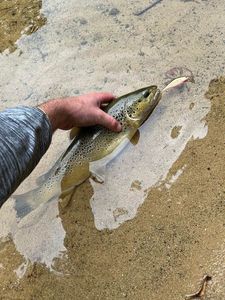 Brown Trout