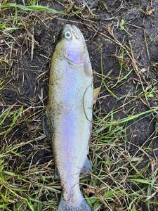Lake Trout