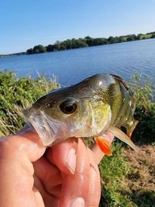 European Perch