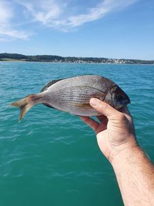 Black Seabream