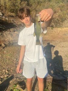 Largemouth Bass