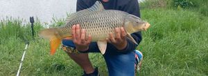Common Carp