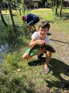 Mirror Carp