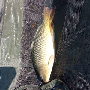 Common Carp