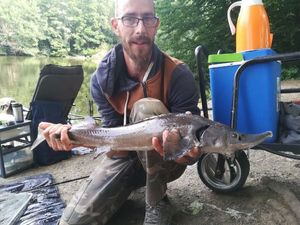 Sturgeon