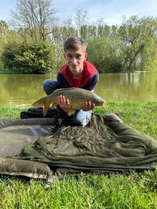 Common Carp