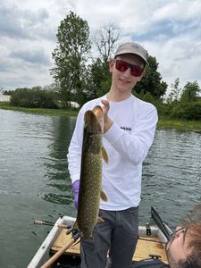 Northern Pike