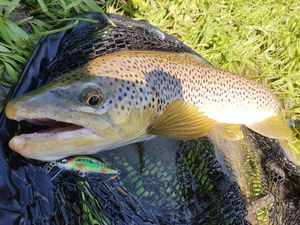 Brown Trout