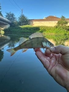 European Perch