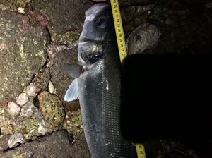 European Bass (Seabass)