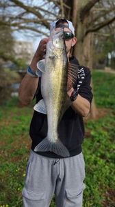 Zander
