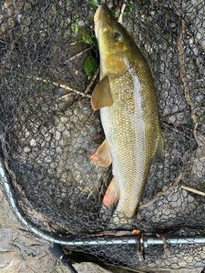 Barbel
