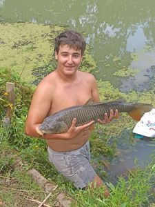 Common Carp