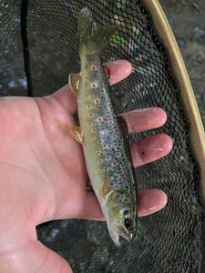 Brown Trout