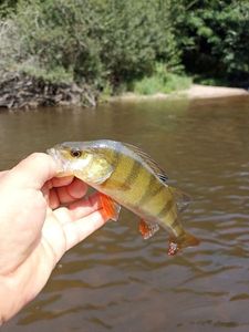 European Perch