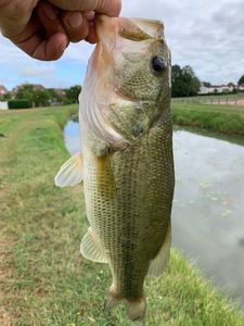 Largemouth Bass