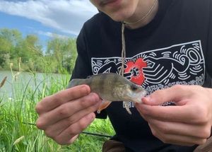 European Perch