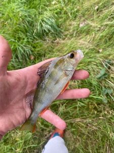 European Perch