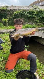 Brown Trout