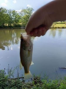 Largemouth Bass