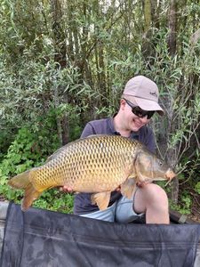 Common Carp