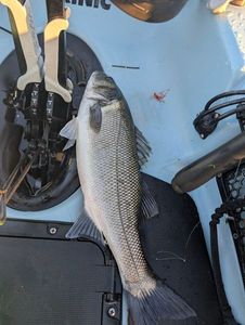 European Bass (Seabass)