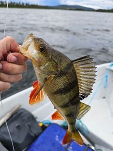 European Perch