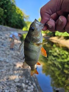 European Perch