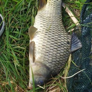 Common Carp