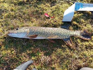 Northern Pike