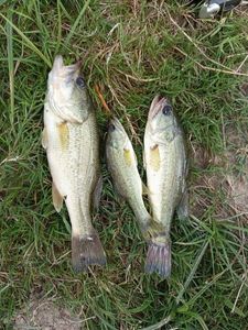 Largemouth Bass