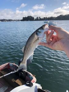 European Bass (Seabass)