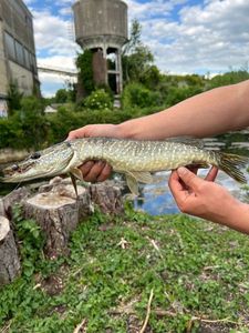 Northern Pike