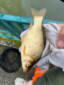 Crucian Carp