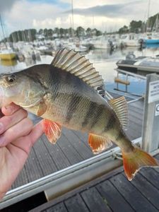 European Perch