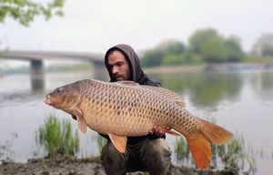 Common Carp