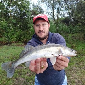 Zander