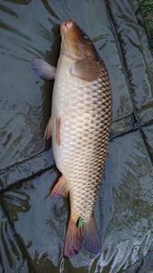 Common Carp